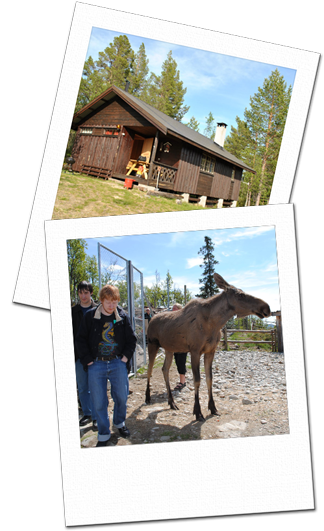 Cabin at Tunhovd and a moose