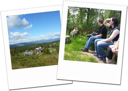 View from Golsfjellet and visiting the wolves of Langedrag